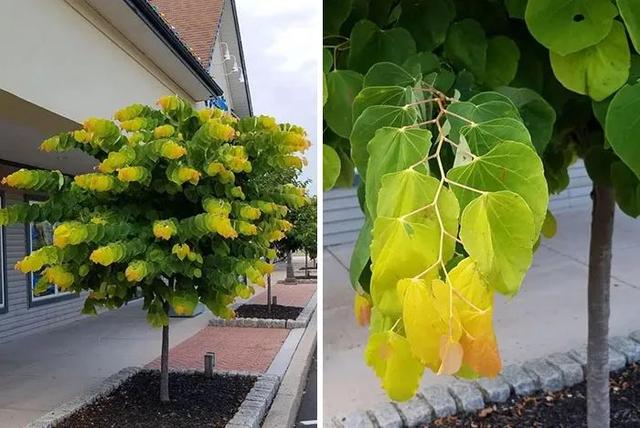 奇妙的植物