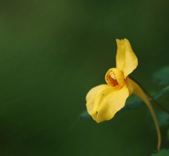 鳳仙花 如同仙花朵 很漂亮 Pdfmaterialsdownload