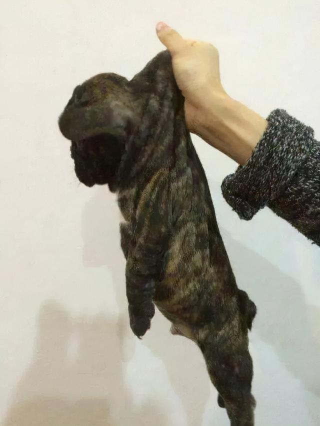 狗狗突然缩脖子叫是怎么回事(狗狗脖子突然缩起来)-艾拉养犬