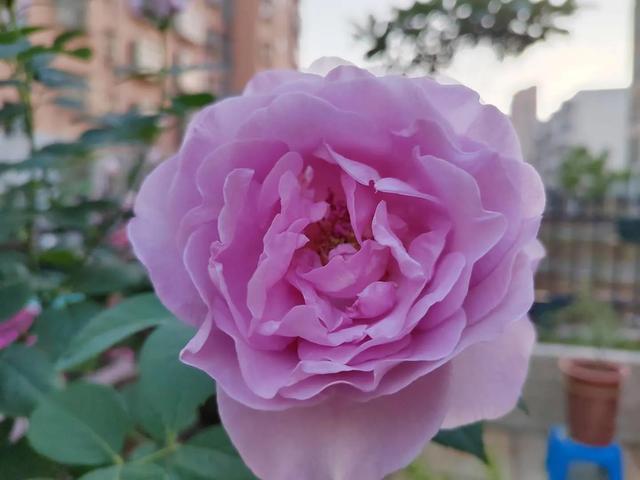 生活，不过是赏花