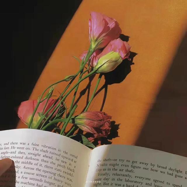 玫瑰到了花期什么意思