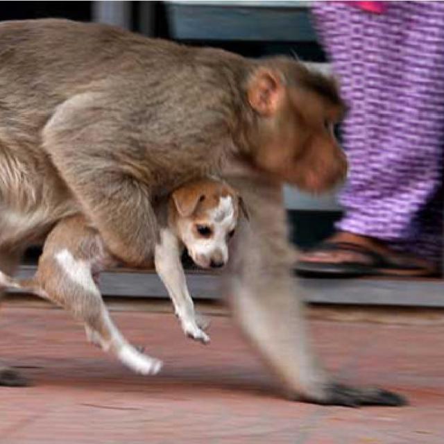 为什么印度不能惹猴子（印度猴子和狗之间究竟有何矛盾）(1)