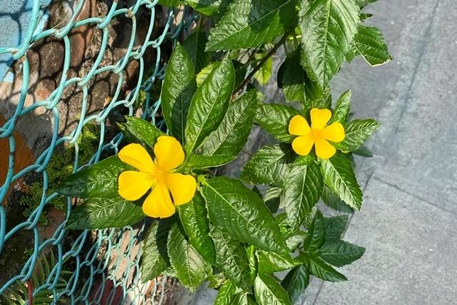 太阳花的象征意义