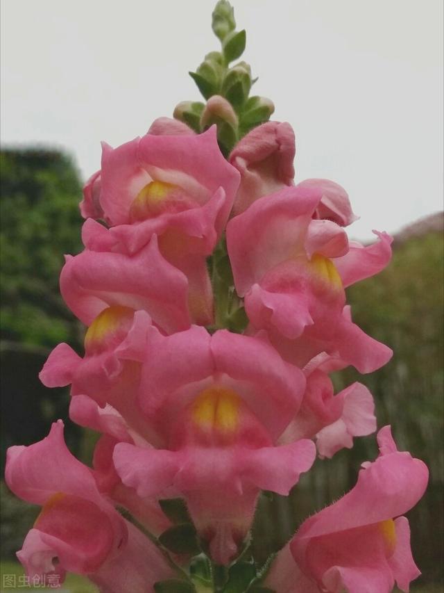 一花一深爱，五月五立夏情长，夏日暖阳拂人间，愿落花有情山水美