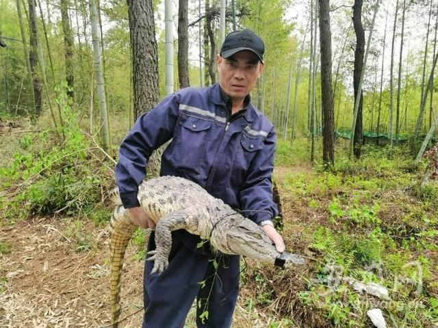 严查！男子上山扫墓发现鳄鱼，警方鉴定后：竟然是非洲尼罗鳄
