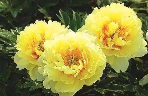 鲜艳夺目的花朵，美了眼，醉了心，忘掉了烦恼