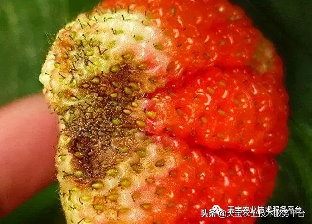 草莓软果、烂果严重怎么办？14