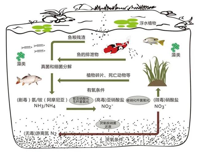 鱼池转鼓过滤机怎么样