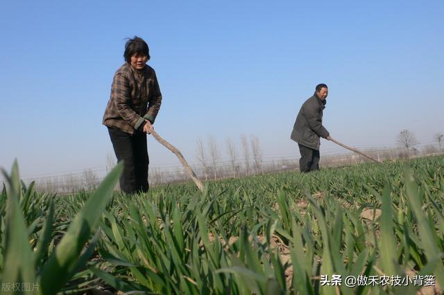 小麦黄苗问题年年发生、年年治，主要原因和解决办法有哪些？10