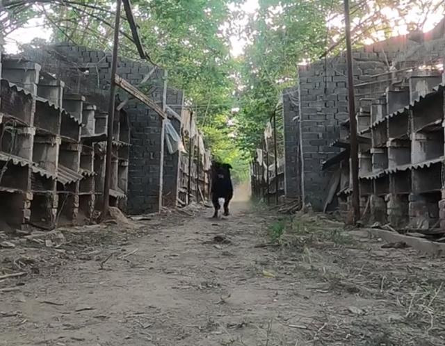 黑色罗威纳犬狗仗人势（豫西小丁全网人仗狗势）(17)