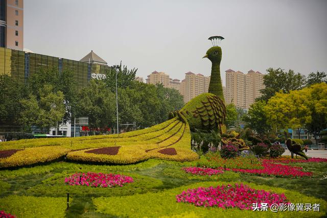 惊艳！石家庄“飞”来一只56米长“大孔雀”，开屏迎五一