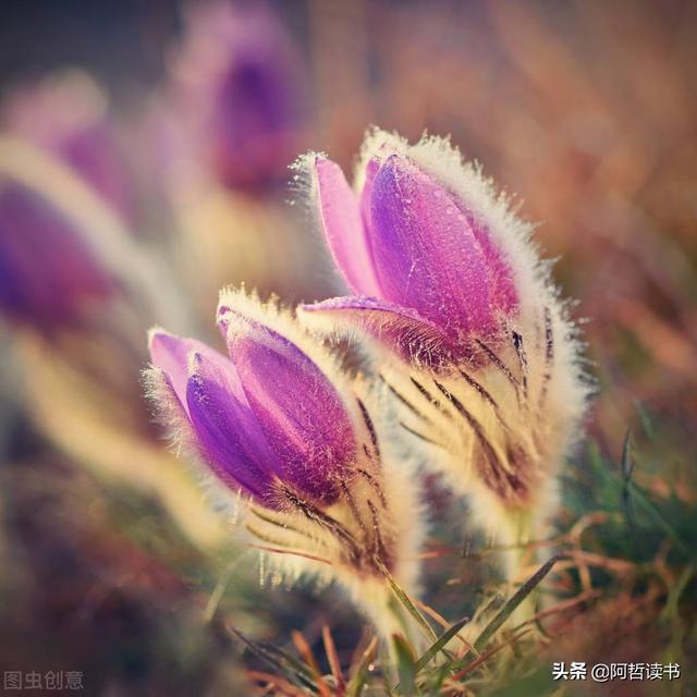 春生夏长日相催，青春岁月几回回，人生何处不芳菲