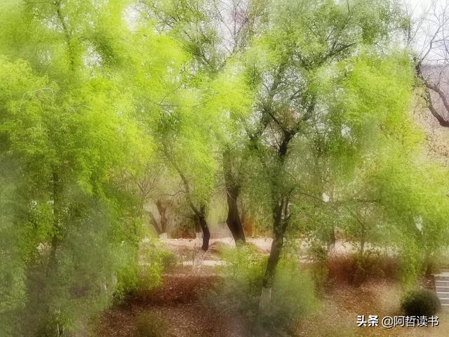 漫步河畔，垂柳蹁跹，一抹新绿入眼帘，真养眼