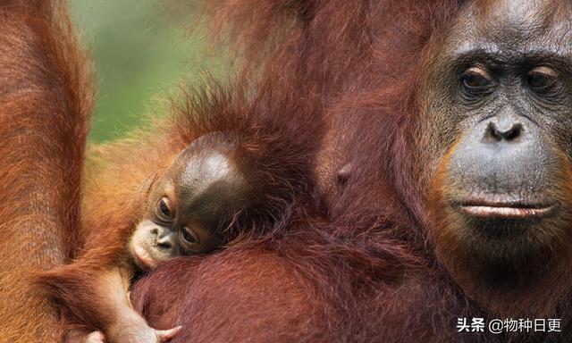 猩猩妈妈教孩儿功课的时候：复杂问题耐心宽容，简单问题也会烦躁