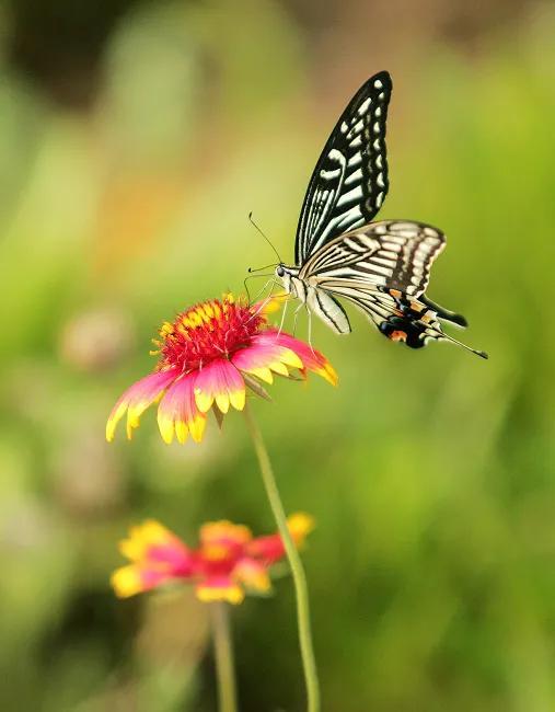 回顾春天百花争艳、招蜂引蝶图片大赏
