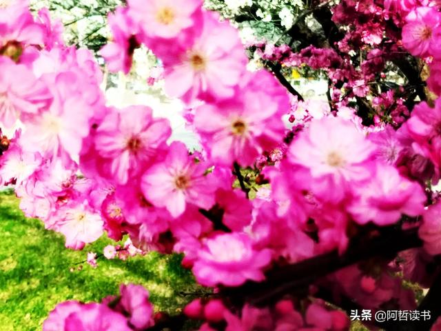 解封啦！迫不及待地走出家门，感受春花烂漫的最美四月天