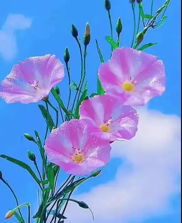 总有一朵花养了你的眼，总有一首歌怡了你的心