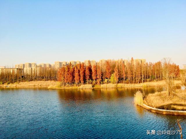 長沙唯一擁有戶外足球場的公園，更有大片水杉美景等你來