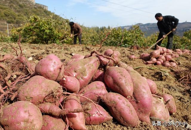 农民种植红薯赚钱，并非价钱高，这个销售方法太高明5