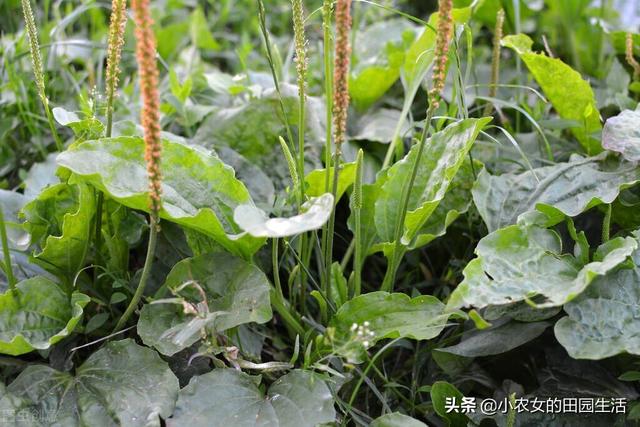 10种“神仙草”，春天采摘正当时，味道鲜美，还有益健康