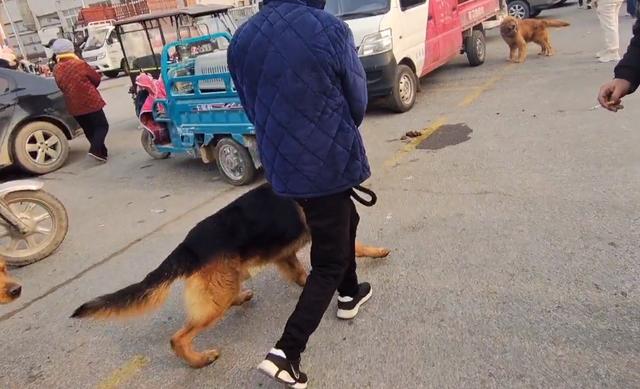 德牧价格