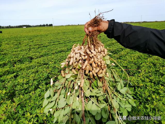 花生如何施肥才能够长势好、产量高？花生叶面肥怎么喷施能增产？4