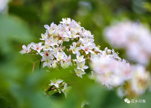 人间四月芳菲盛 桐油花开醉迷人