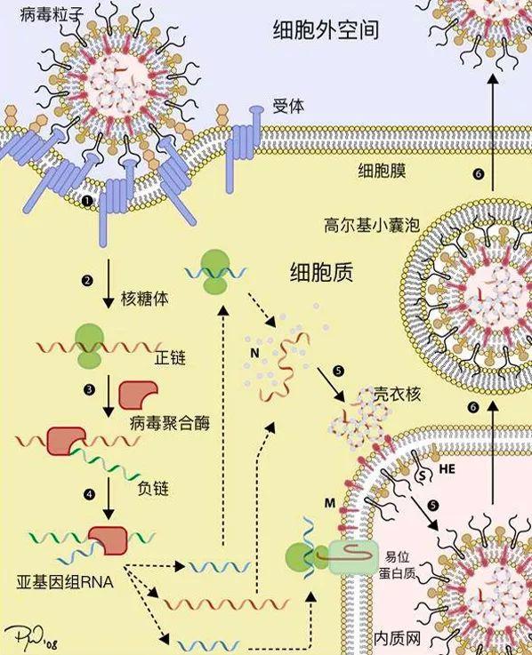 科学家：病毒根本不是生命体！那究竟是什么驱动它们发生变异的？