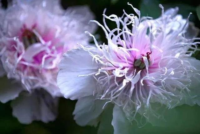牡丹、芍药大比拼，到底谁最美
