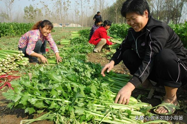 芹菜黑心腐烂倒伏？主要是因为缺乏两种元素或发生两种病害6