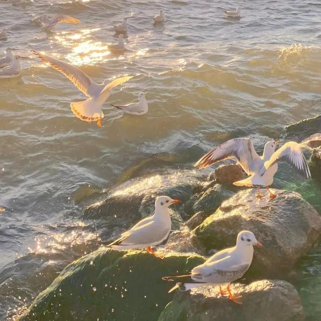 海鸟和鱼相爱