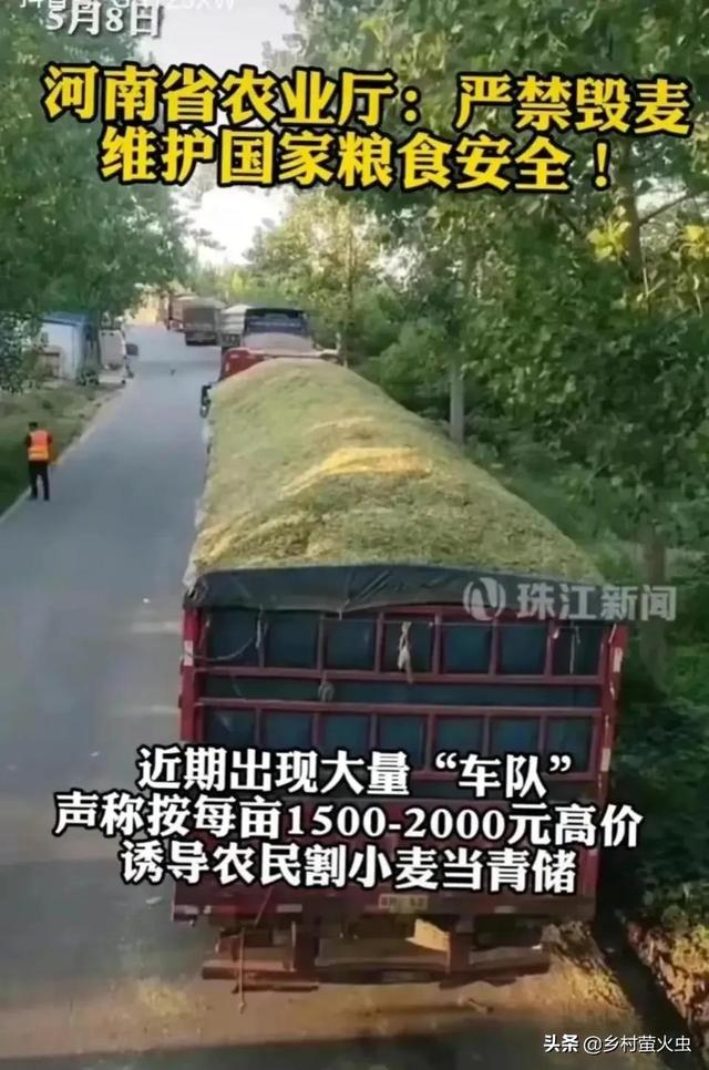 “青麦事件”为啥能引起巨大反响？根由：公众普遍担心粮食涨价