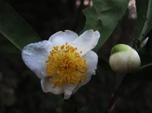 山茶花图片