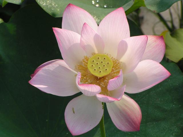 分享图片，百花盛开，五彩缤纷，太美了！令人心情无比愉悦