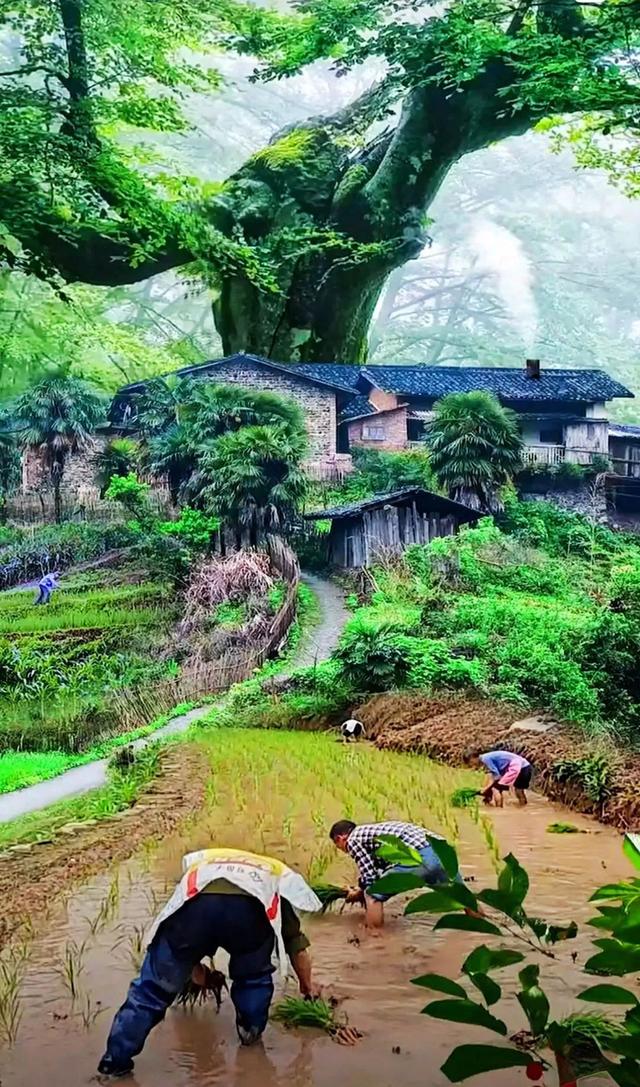 故乡美，惹人醉