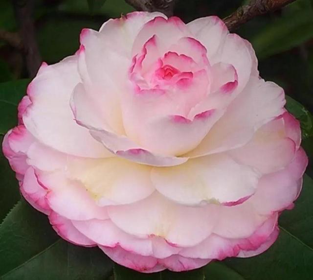 精品茶花大全(顶级醉美茶花集锦)(22)