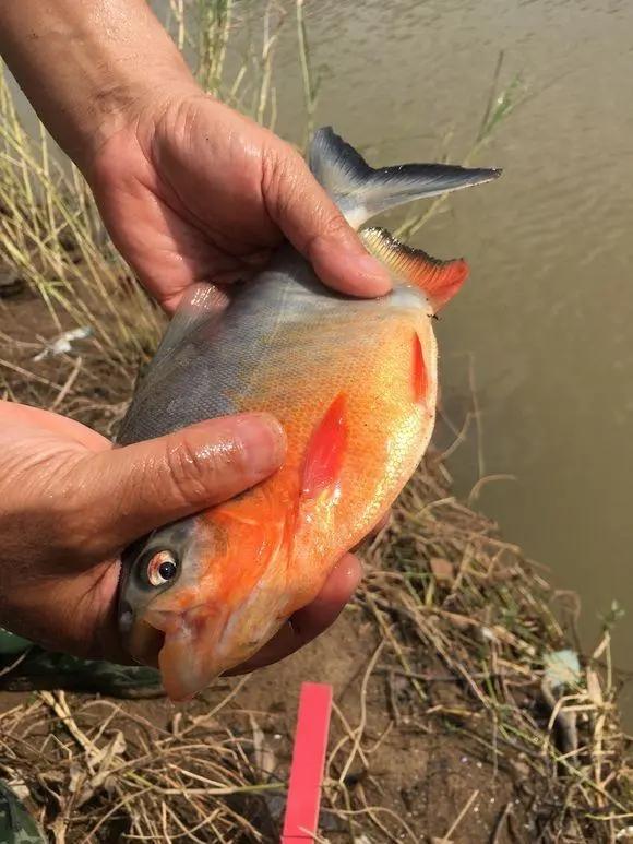 1,食人魚圖片(亞馬遜河食人魚圖片)