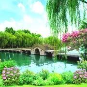 垂柳：藏头诗
