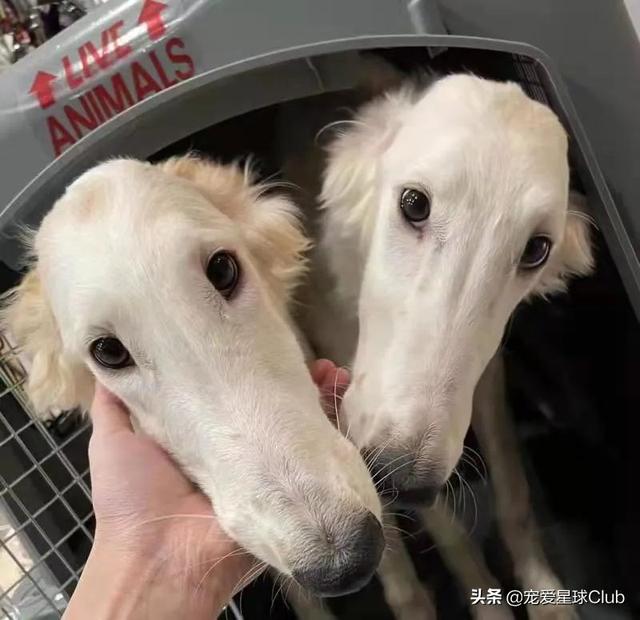 苏俄猎狼犬 苏俄猎狼犬（苏俄猎狼犬猎杀狼视频） 动物