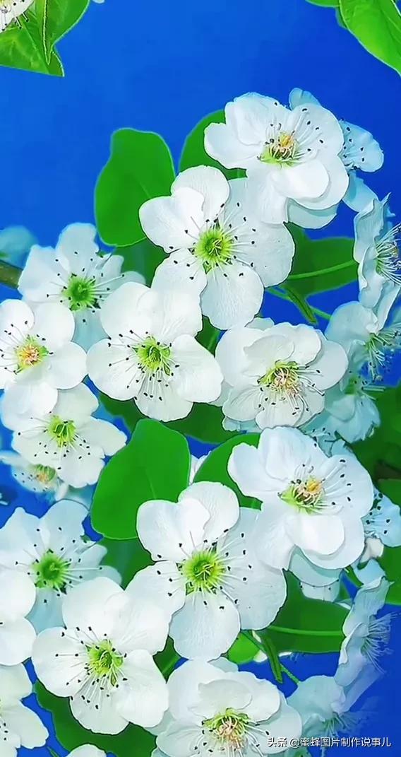 春花烂漫，竞相绽放，鸟语花香