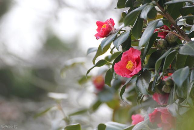 茶花凤仙