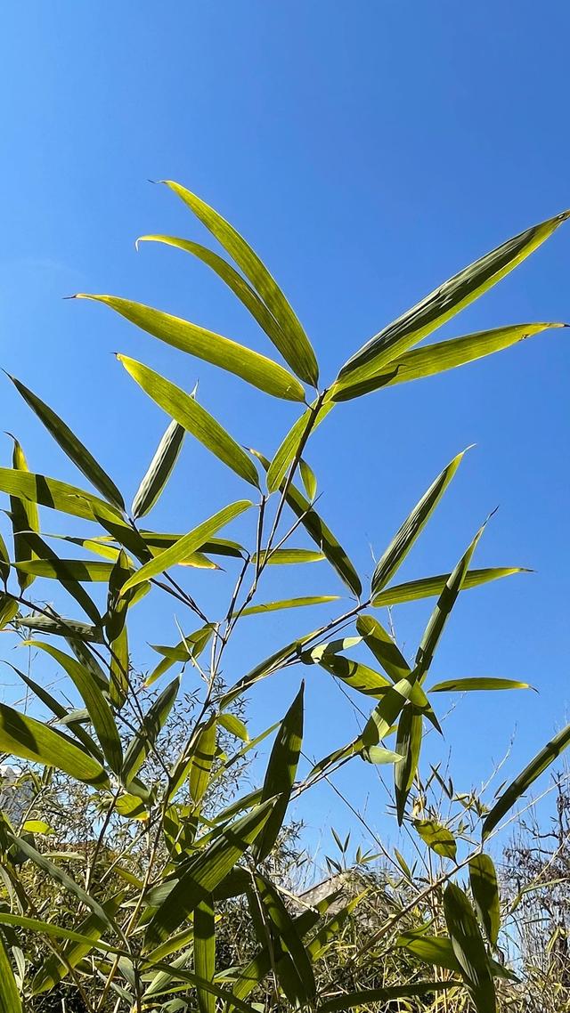 我有一个好师傅 三年级下册「好师傅」