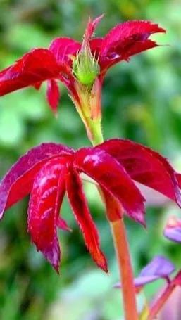 There is a family in Taoyuan Town. The father died in his early years