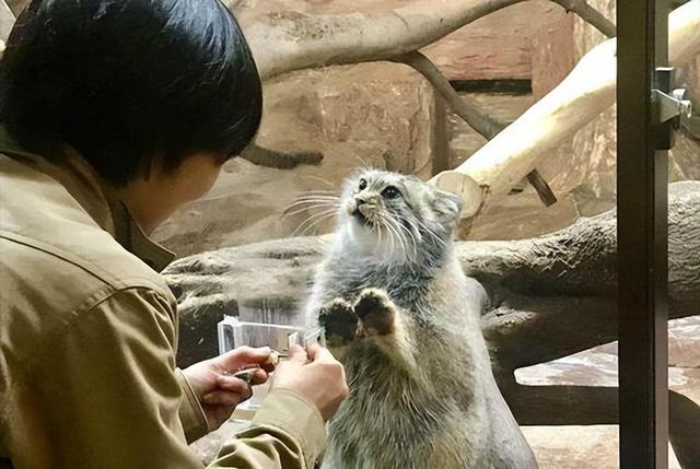 兔狲是不是未驯化的猫（兔狲外表呆萌憨厚）(8)