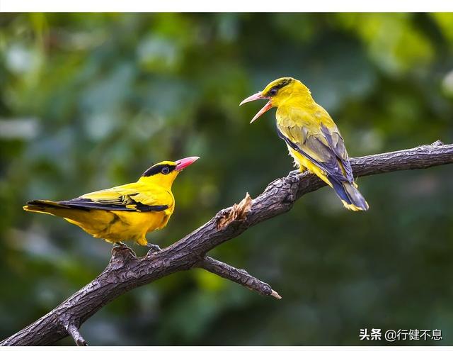 黄鹂鸟的叫声 黄鹂鸟的叫声（黄鹂鸟的叫声是什么样） 动物