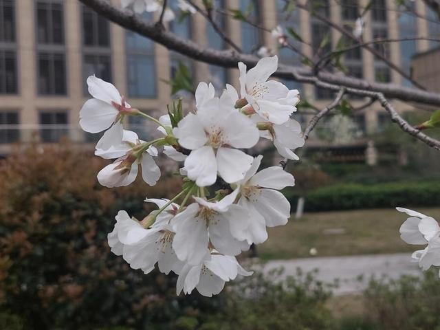 正当春花烂漫时