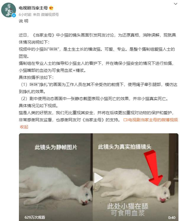 于正新剧深陷虐猫争议！摄制组紧急联系猫主人，现场曝光猫咪影像- 太阳 