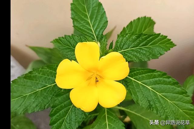 太阳花的象征意义
