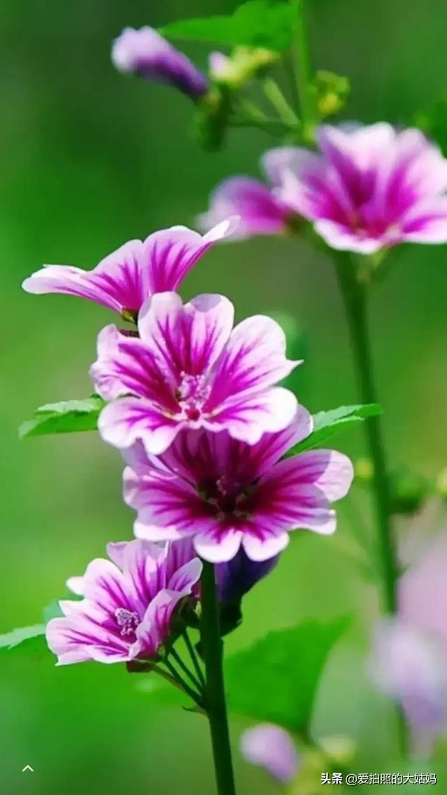 笑看花开，静赏花落