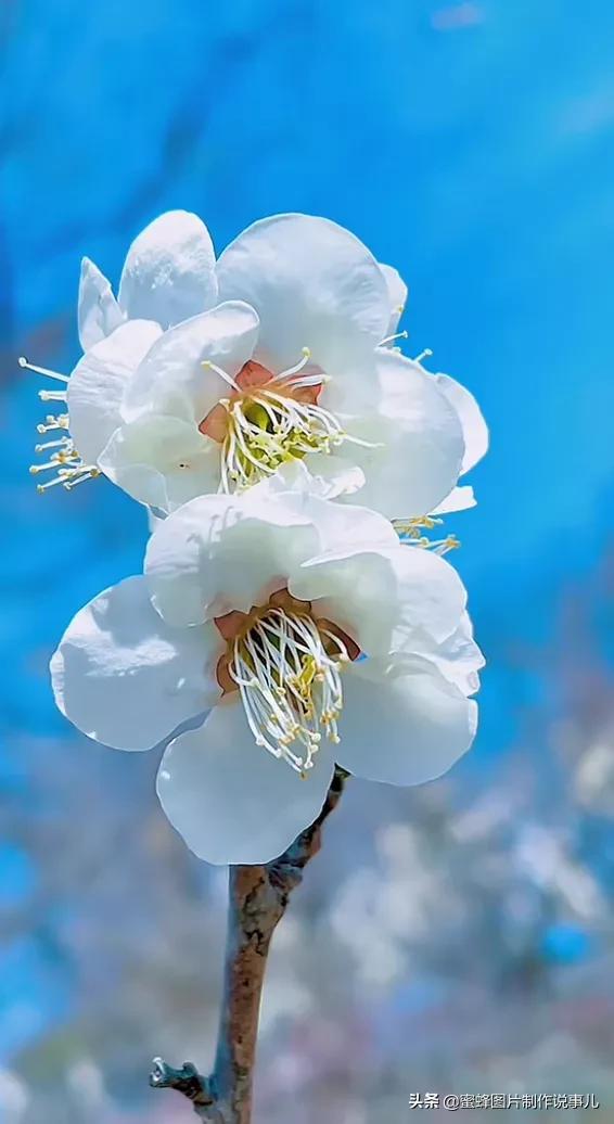 阳春三月，万花丛中娇美溢，千朵万朵压枝低